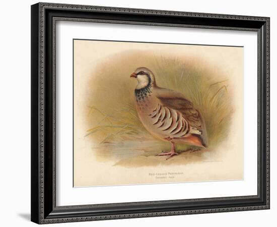 Red-Legged Partridge (Caccabus rufa), 1900, (1900)-Charles Whymper-Framed Giclee Print