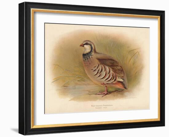 Red-Legged Partridge (Caccabus rufa), 1900, (1900)-Charles Whymper-Framed Giclee Print