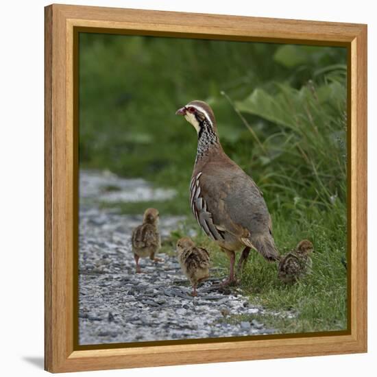 Red-legged partridge with chicks, Vendee, France, June-Loic Poidevin-Framed Premier Image Canvas