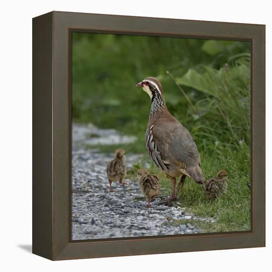 Red-legged partridge with chicks, Vendee, France, June-Loic Poidevin-Framed Premier Image Canvas