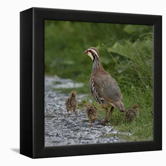 Red-legged partridge with chicks, Vendee, France, June-Loic Poidevin-Framed Premier Image Canvas