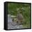 Red-legged partridge with chicks, Vendee, France, June-Loic Poidevin-Framed Premier Image Canvas