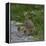 Red-legged partridge with chicks, Vendee, France, June-Loic Poidevin-Framed Premier Image Canvas