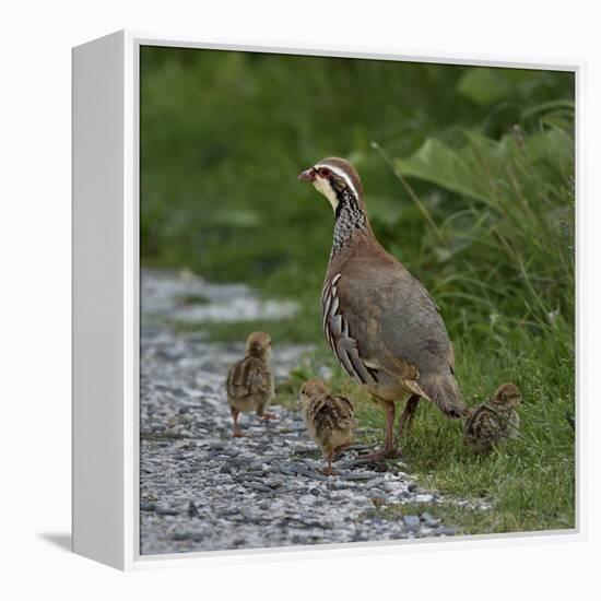 Red-legged partridge with chicks, Vendee, France, June-Loic Poidevin-Framed Premier Image Canvas