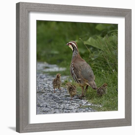 Red-legged partridge with chicks, Vendee, France, June-Loic Poidevin-Framed Photographic Print