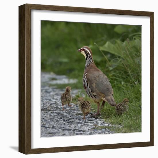 Red-legged partridge with chicks, Vendee, France, June-Loic Poidevin-Framed Photographic Print