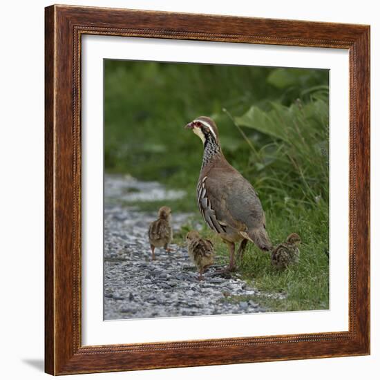 Red-legged partridge with chicks, Vendee, France, June-Loic Poidevin-Framed Photographic Print