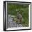 Red-legged partridge with chicks, Vendee, France, June-Loic Poidevin-Framed Photographic Print