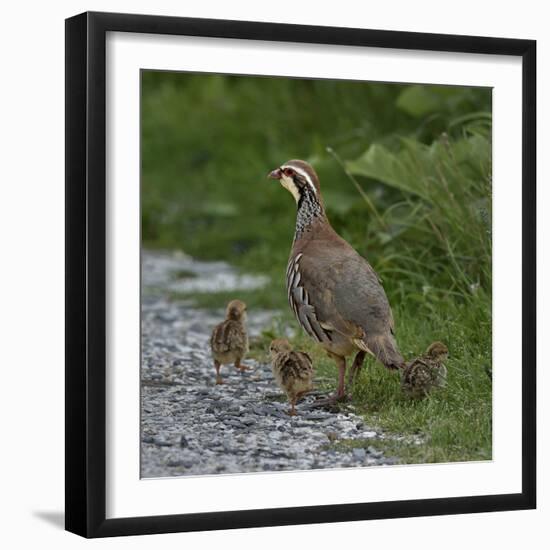 Red-legged partridge with chicks, Vendee, France, June-Loic Poidevin-Framed Photographic Print