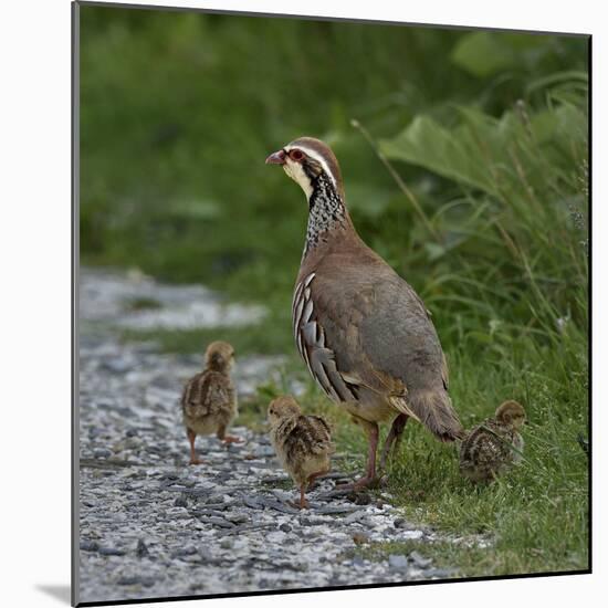 Red-legged partridge with chicks, Vendee, France, June-Loic Poidevin-Mounted Photographic Print