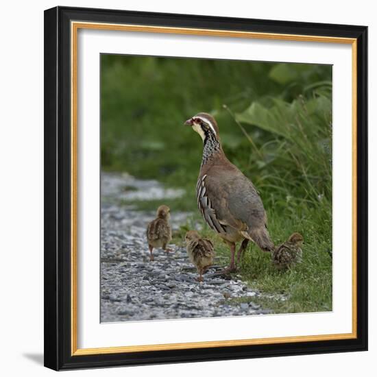 Red-legged partridge with chicks, Vendee, France, June-Loic Poidevin-Framed Photographic Print