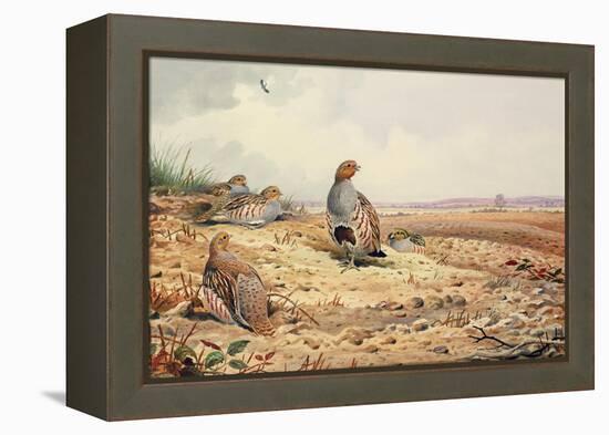 Red-Legged Partridge-Carl Donner-Framed Premier Image Canvas