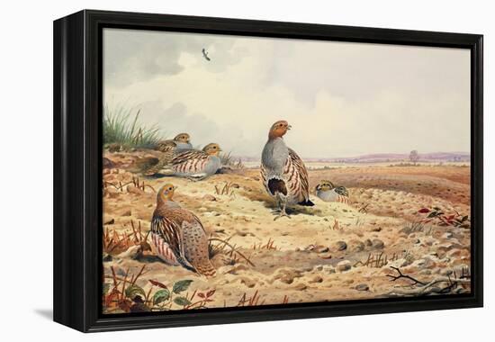 Red-Legged Partridge-Carl Donner-Framed Premier Image Canvas