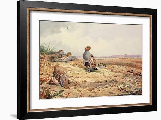 Red-Legged Partridge-Carl Donner-Framed Giclee Print