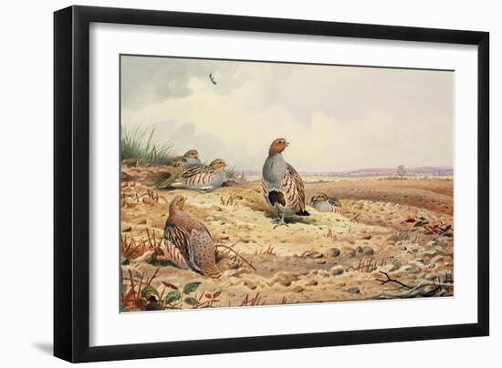Red-Legged Partridge-Carl Donner-Framed Giclee Print