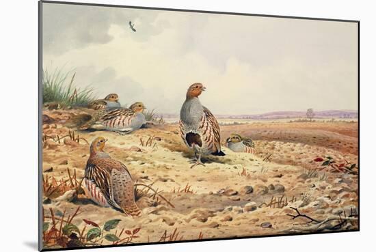 Red-Legged Partridge-Carl Donner-Mounted Giclee Print