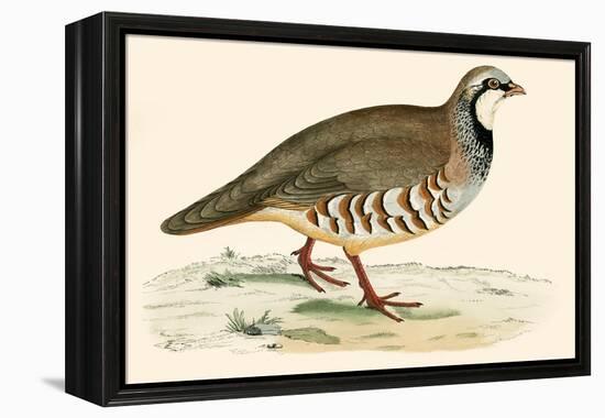 Red Legged Partridge-Beverley R. Morris-Framed Premier Image Canvas