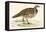 Red Legged Partridge-Beverley R. Morris-Framed Premier Image Canvas