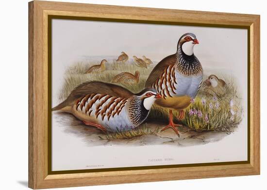 Red Legged Partridges (Caccabis Rubra)-John Gould-Framed Premier Image Canvas