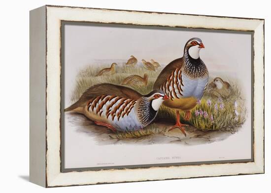 Red Legged Partridges (Caccabis Rubra)-John Gould-Framed Premier Image Canvas