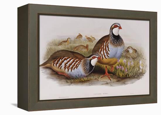 Red Legged Partridges (Caccabis Rubra)-John Gould-Framed Premier Image Canvas