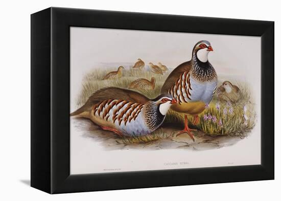 Red Legged Partridges (Caccabis Rubra)-John Gould-Framed Premier Image Canvas