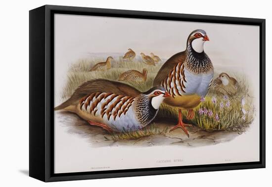 Red Legged Partridges (Caccabis Rubra)-John Gould-Framed Premier Image Canvas