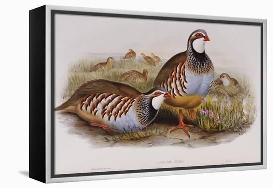 Red Legged Partridges (Caccabis Rubra)-John Gould-Framed Premier Image Canvas