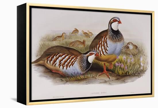 Red Legged Partridges (Caccabis Rubra)-John Gould-Framed Premier Image Canvas