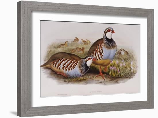 Red Legged Partridges (Caccabis Rubra)-John Gould-Framed Giclee Print