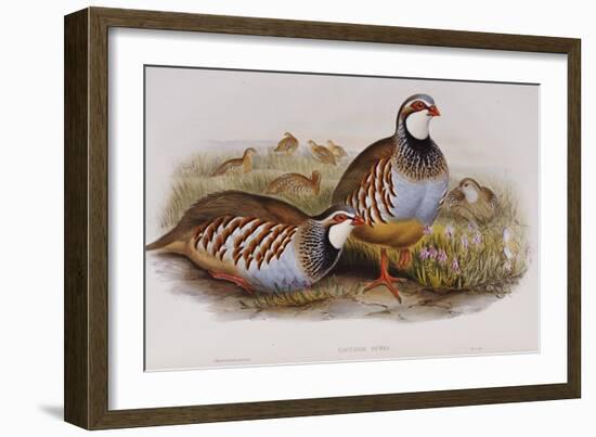 Red Legged Partridges (Caccabis Rubra)-John Gould-Framed Giclee Print