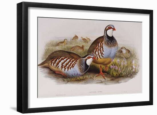 Red Legged Partridges (Caccabis Rubra)-John Gould-Framed Giclee Print