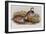 Red Legged Partridges (Caccabis Rubra)-John Gould-Framed Giclee Print