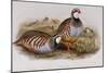 Red Legged Partridges (Caccabis Rubra)-John Gould-Mounted Giclee Print