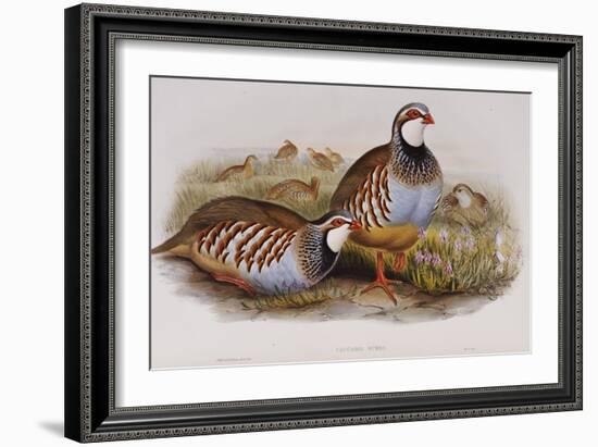 Red Legged Partridges (Caccabis Rubra)-John Gould-Framed Giclee Print