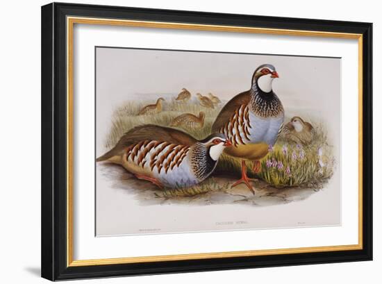 Red Legged Partridges (Caccabis Rubra)-John Gould-Framed Giclee Print