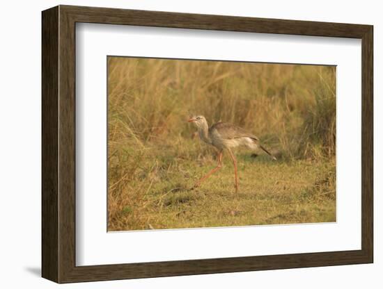 Red-Legged Seriema-Joe McDonald-Framed Photographic Print