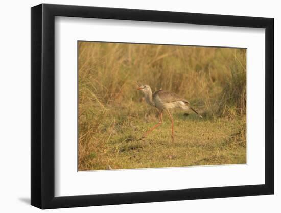 Red-Legged Seriema-Joe McDonald-Framed Photographic Print