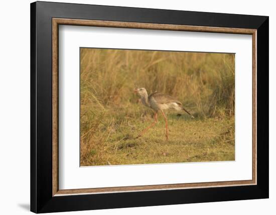 Red-Legged Seriema-Joe McDonald-Framed Photographic Print