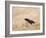 Red legged spider wasp digging nesting tunnel in sand, UK-Andy Sands-Framed Photographic Print
