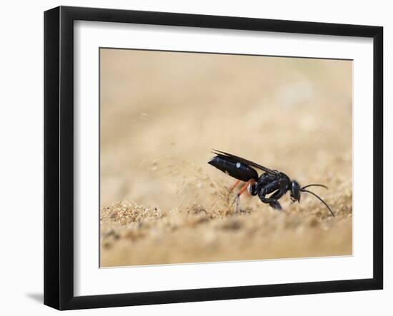 Red legged spider wasp digging nesting tunnel in sand, UK-Andy Sands-Framed Photographic Print