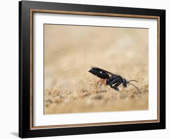 Red legged spider wasp digging nesting tunnel in sand, UK-Andy Sands-Framed Photographic Print