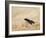 Red legged spider wasp digging nesting tunnel in sand, UK-Andy Sands-Framed Photographic Print