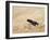 Red legged spider wasp digging nesting tunnel in sand, UK-Andy Sands-Framed Photographic Print