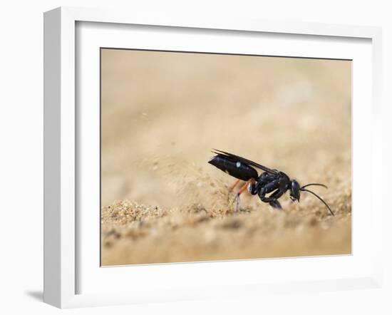 Red legged spider wasp digging nesting tunnel in sand, UK-Andy Sands-Framed Photographic Print