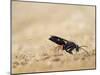 Red legged spider wasp digging nesting tunnel in sand, UK-Andy Sands-Mounted Photographic Print