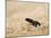 Red legged spider wasp digging nesting tunnel in sand, UK-Andy Sands-Mounted Photographic Print