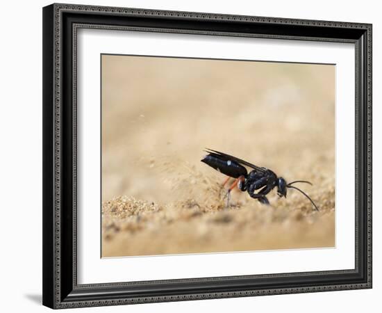 Red legged spider wasp digging nesting tunnel in sand, UK-Andy Sands-Framed Photographic Print