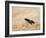 Red legged spider wasp digging nesting tunnel in sand, UK-Andy Sands-Framed Photographic Print