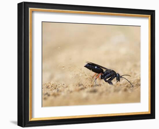 Red legged spider wasp digging nesting tunnel in sand, UK-Andy Sands-Framed Photographic Print